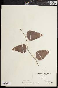 Smilax glauca var. leurophylla image