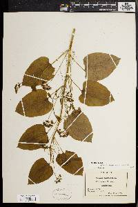 Smilax herbacea image