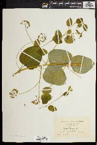 Smilax herbacea image