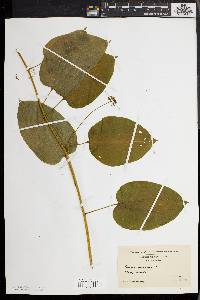 Smilax herbacea image