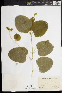 Smilax herbacea image