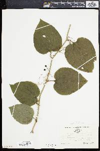 Smilax tamnoides image