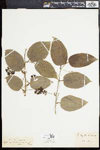 Smilax tamnoides image