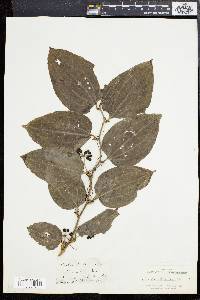 Smilax tamnoides image