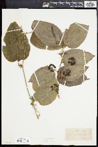 Smilax tamnoides image