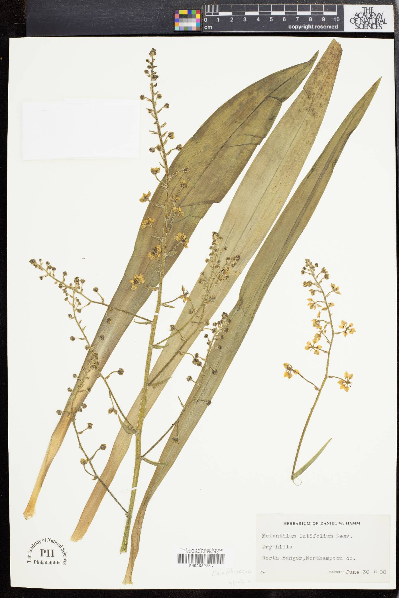 Veratrum hybridum image