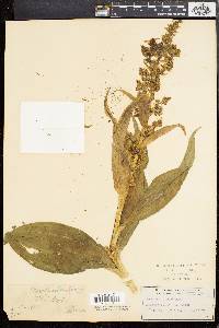 Veratrum viride image