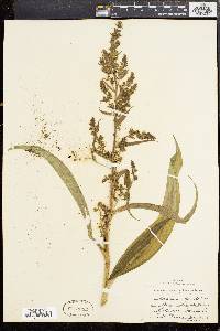 Veratrum viride image