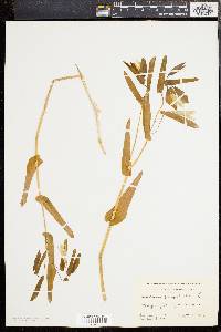 Uvularia perfoliata image