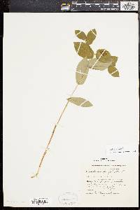 Uvularia perfoliata image