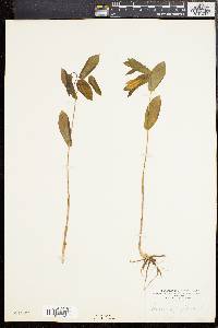 Uvularia perfoliata image