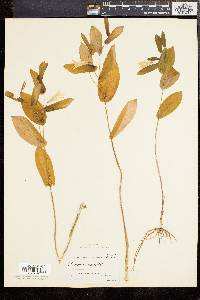 Uvularia perfoliata image