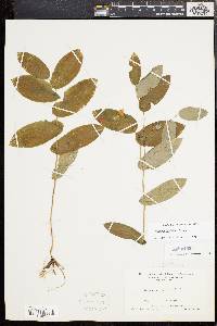 Uvularia perfoliata image