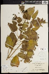 Smilax herbacea image