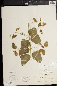 Smilax herbacea image