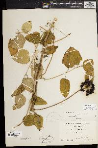 Smilax herbacea image