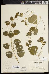 Smilax herbacea image