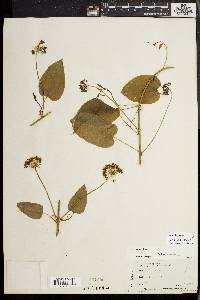 Smilax herbacea image