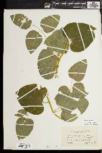 Smilax herbacea image