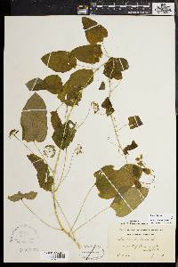 Smilax herbacea image