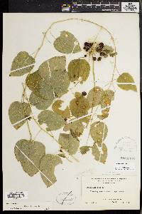 Smilax herbacea image