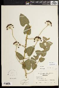 Smilax herbacea image