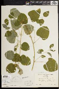 Smilax herbacea image