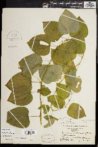 Smilax herbacea image