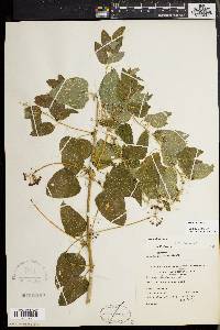 Smilax herbacea image