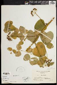 Smilax herbacea image