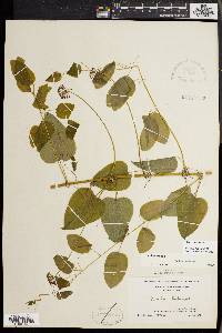 Smilax herbacea image