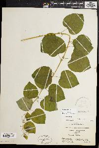 Smilax herbacea image