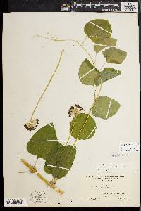 Smilax herbacea image