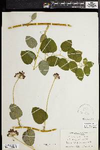 Smilax herbacea image