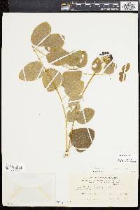 Smilax herbacea image