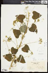 Smilax herbacea image