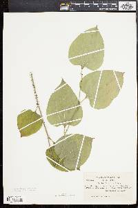 Smilax tamnoides image