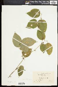 Smilax tamnoides image