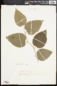 Smilax tamnoides image