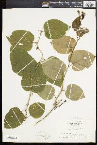 Smilax tamnoides image