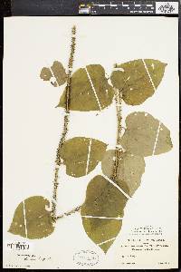 Smilax tamnoides image