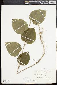 Smilax tamnoides image