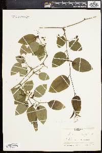 Smilax tamnoides image