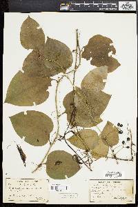 Smilax tamnoides image