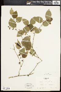 Smilax tamnoides image