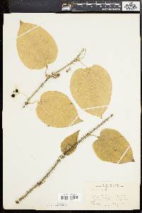 Smilax tamnoides image