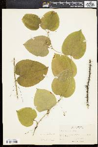 Smilax tamnoides image