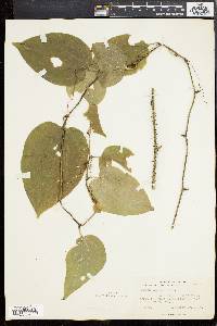 Smilax tamnoides image