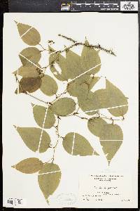 Smilax tamnoides image