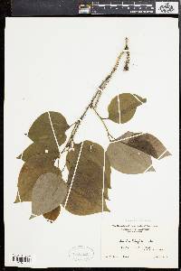 Smilax tamnoides image